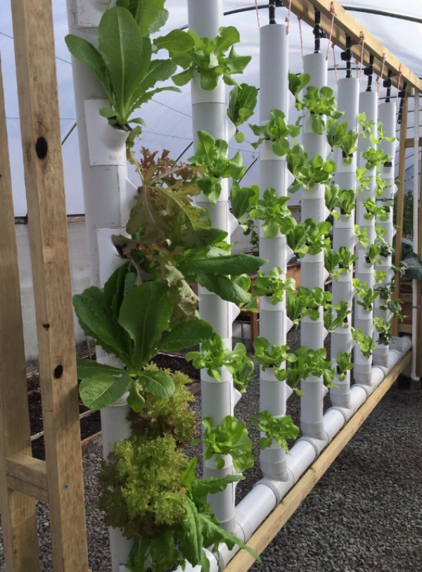 Taman Dengan Taman Vertikal Hidroponik - Desain id